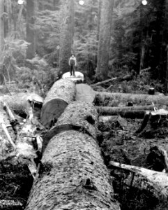 203 Spruce Log in Lengths photo