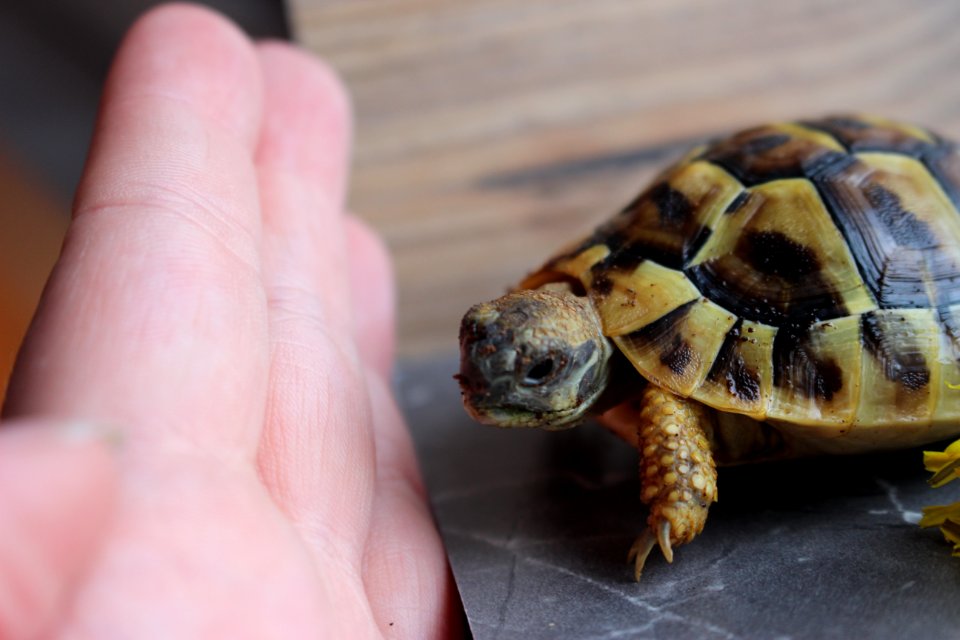 Turtle