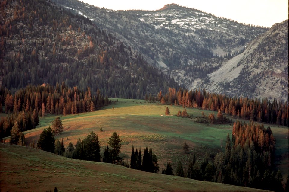Meadow in the Eagle Cap Wilderness, Wallowa Whitman National Forest