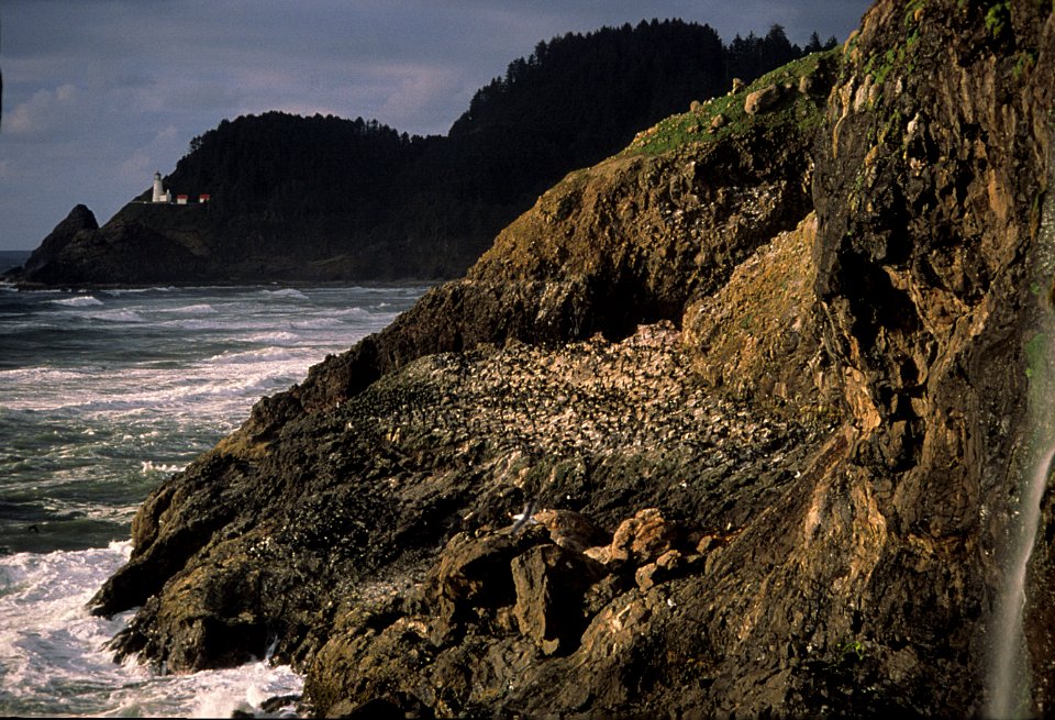 Siuslaw NF Heceta Head