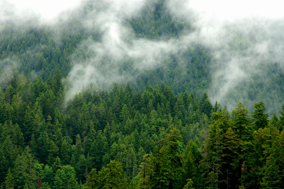Mack Cr  old growth and cloud layer001