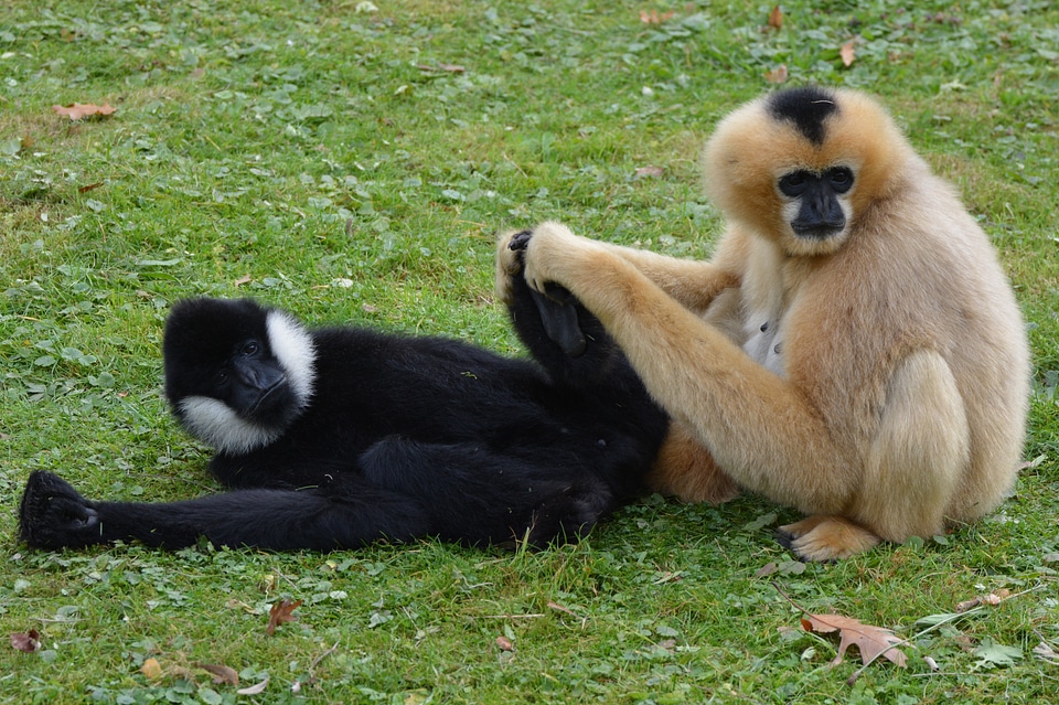 Monkey gibbon flea photo