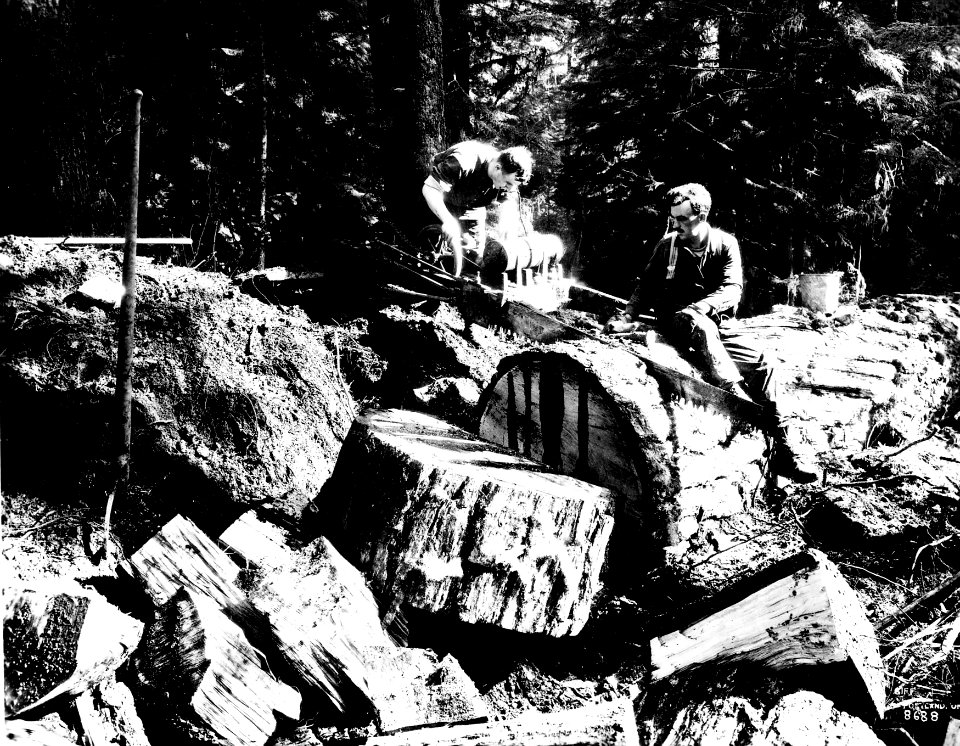 Rived Logs 3 photo