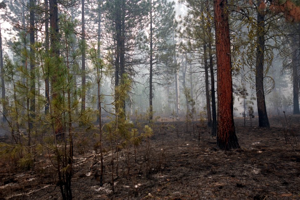 493C Photo point after prescribed  fire