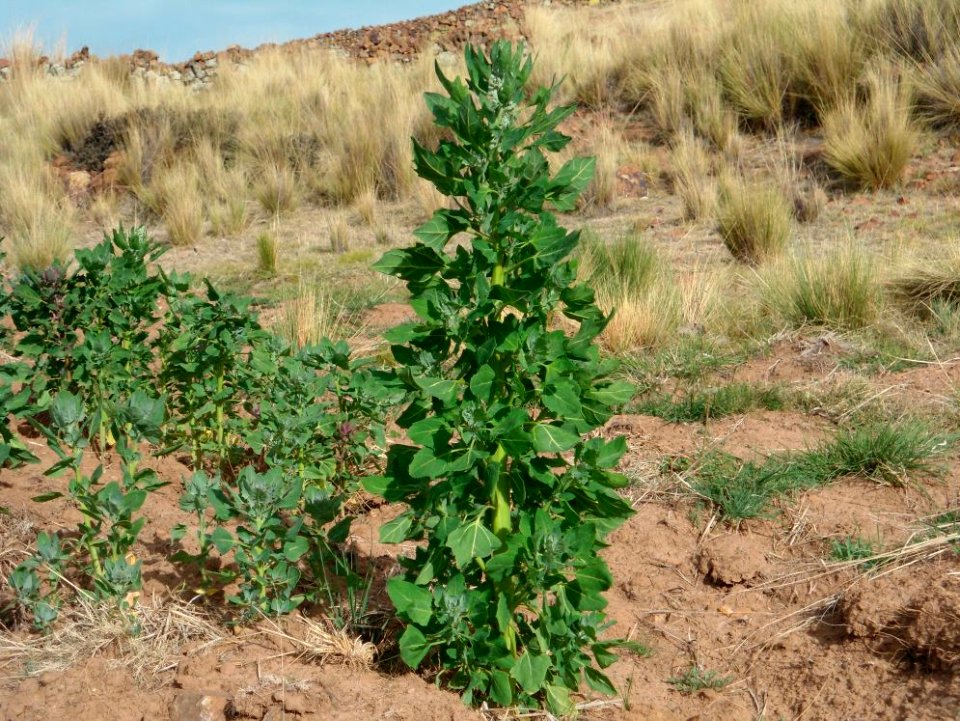 Plantas de quinua 1