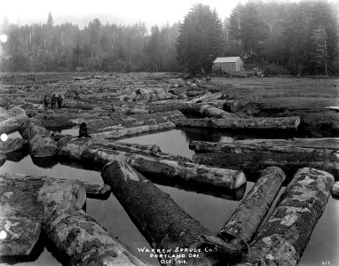 207 Spruce Logs in Log Pond photo