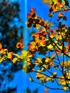 South Texas Summer May 2017 in Autumn Rare!