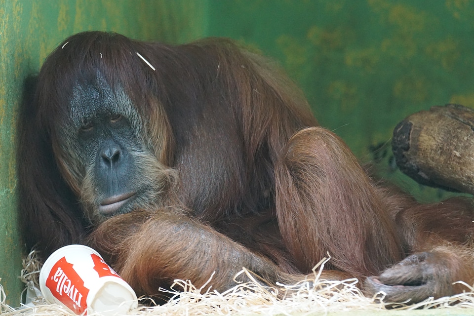 Orang-utan expression animal world