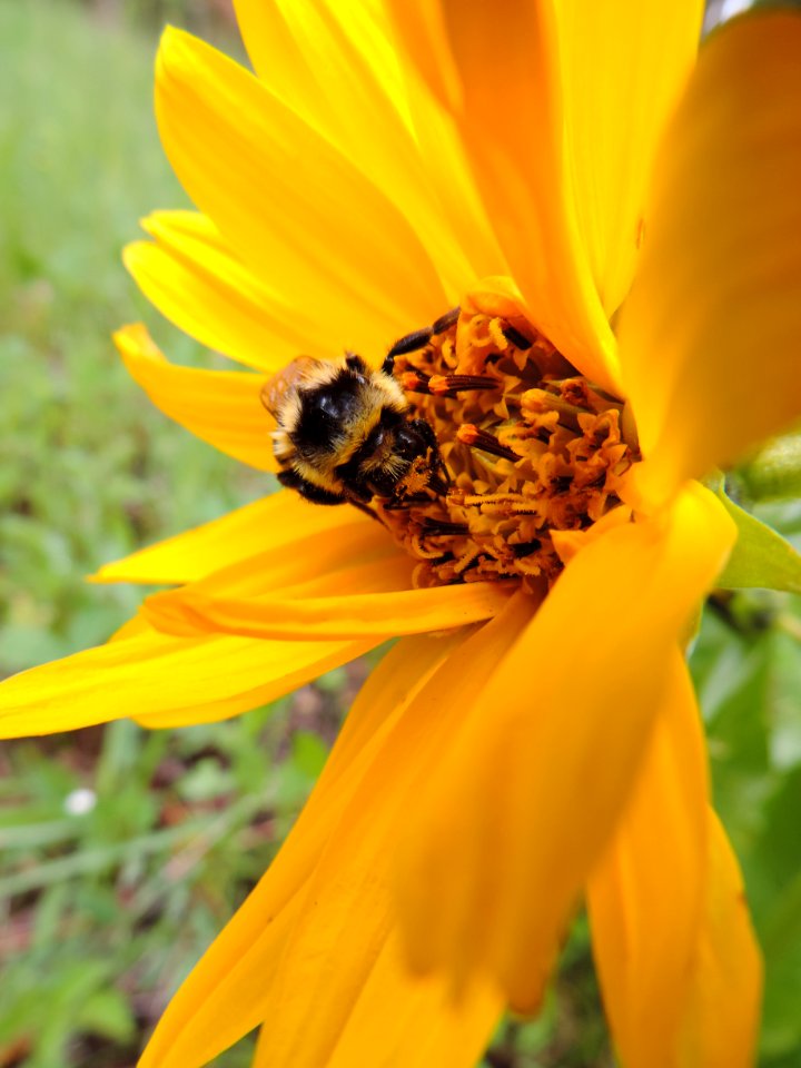 Bumblebee on Wildflower-Ochoco