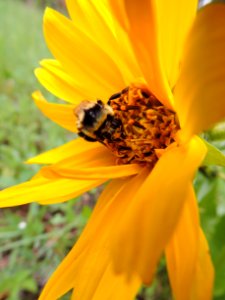 Bumblebee on Wildflower-Ochoco photo