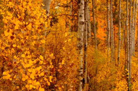 Fremont-Winema NF Fall color at Rocky Point photo