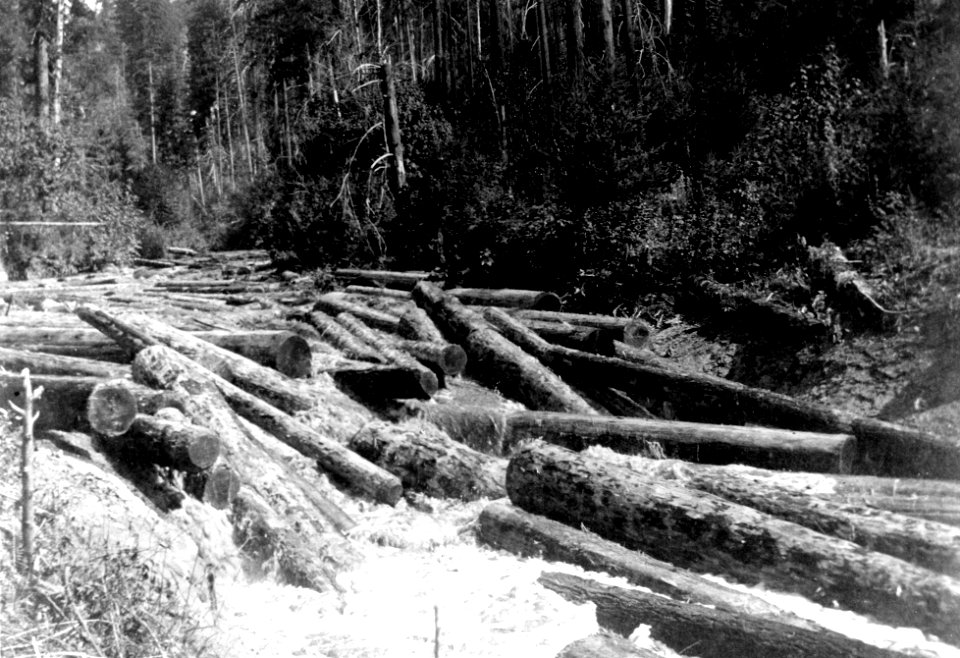 Log Drive on Coquille River, OR c1920s - DCM.JPG