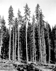 507948 Mountain Hemlock Stand, Umpqua NF, OR 1962 photo