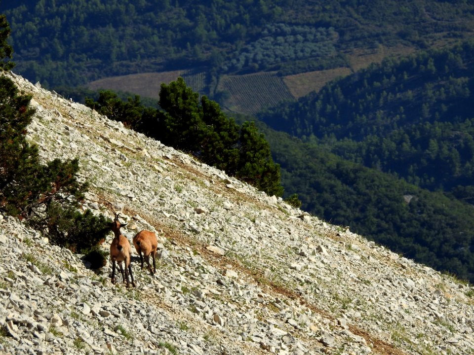 Chamois  mange  aiguilles de Pins à Crochets  Mt Ventoux