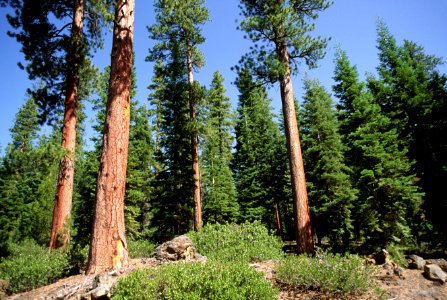 Deschutes National Forest, mature ponderosa pine and fir understory.jpg