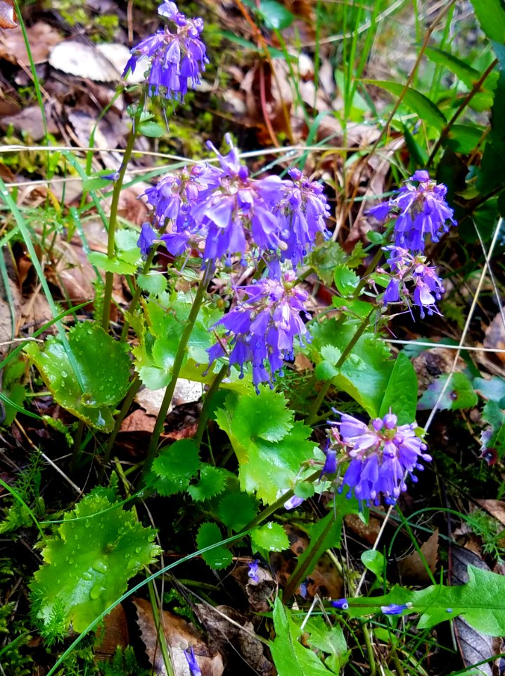 Columbia Kittentails spotted near Wahkeena Falls Trail April 2018, photo by US Forest Service Public Affairs Specialist Lillian Palmer