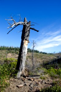 Remnant of Hash Rock Fire's Sentinel Tree, Ochoco National Forest