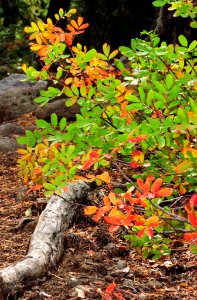Mountain Laurel in Autumn-Unknown