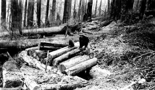 Olympic NF - Building a Wooden Culvert, Washington c1905 photo