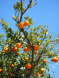 Citrus fruits tree leaves
