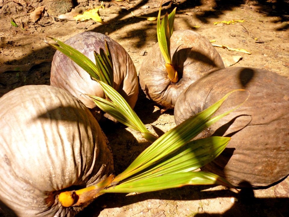 Cocos nucifera L. 2