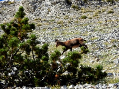 Chamois  Mt Ventoux nord