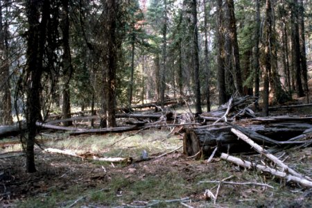 494A Photo point before prescribed fire, Ochoco National Forest