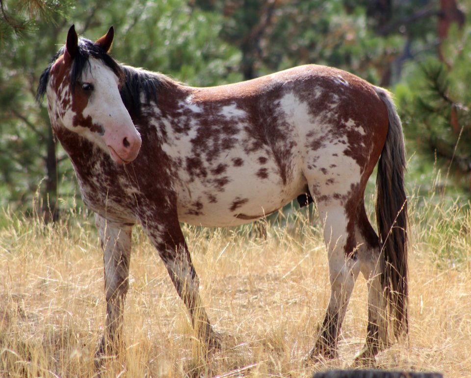 PAINTED WILD HORSE LOOKOUT MOUNTAIN HERD-OCHOCO