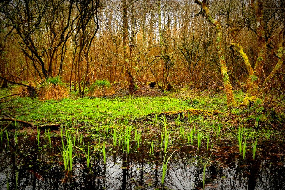 Le Rupt La Chapelle sur Erdre 04-03-2018 11-17-30