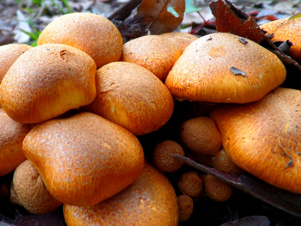 Bunch of toadstools