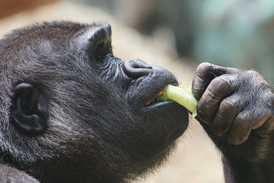 Gorilla ape dominant