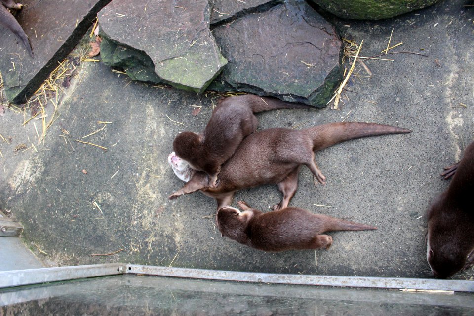 Oriental small-clawed otter