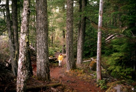 Mt Hood National Forest, hiking.jpg photo