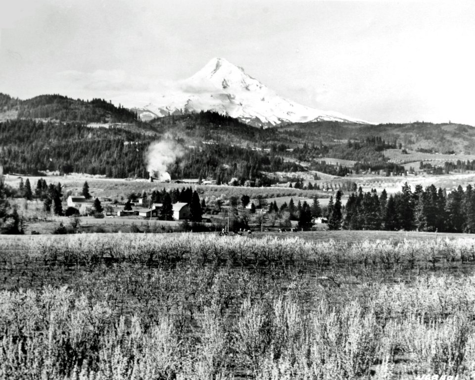 468481 Mt Hood from Hood River Valley, Mt Hood NF, OR 1951