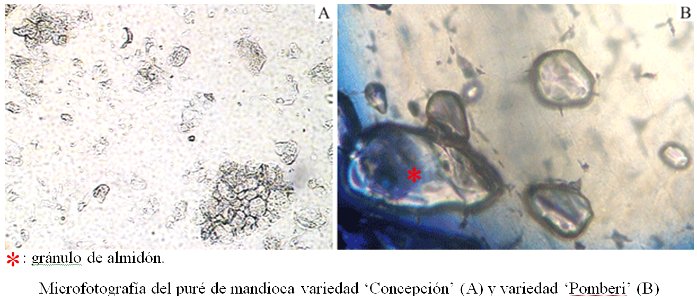 Microfotografías de puré de mandioca