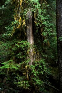 Ancient Western Red Cedar, Olympic National Forest