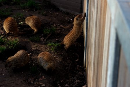 Zebra mongoose