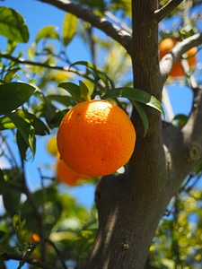 Citrus fruit tree evergreen