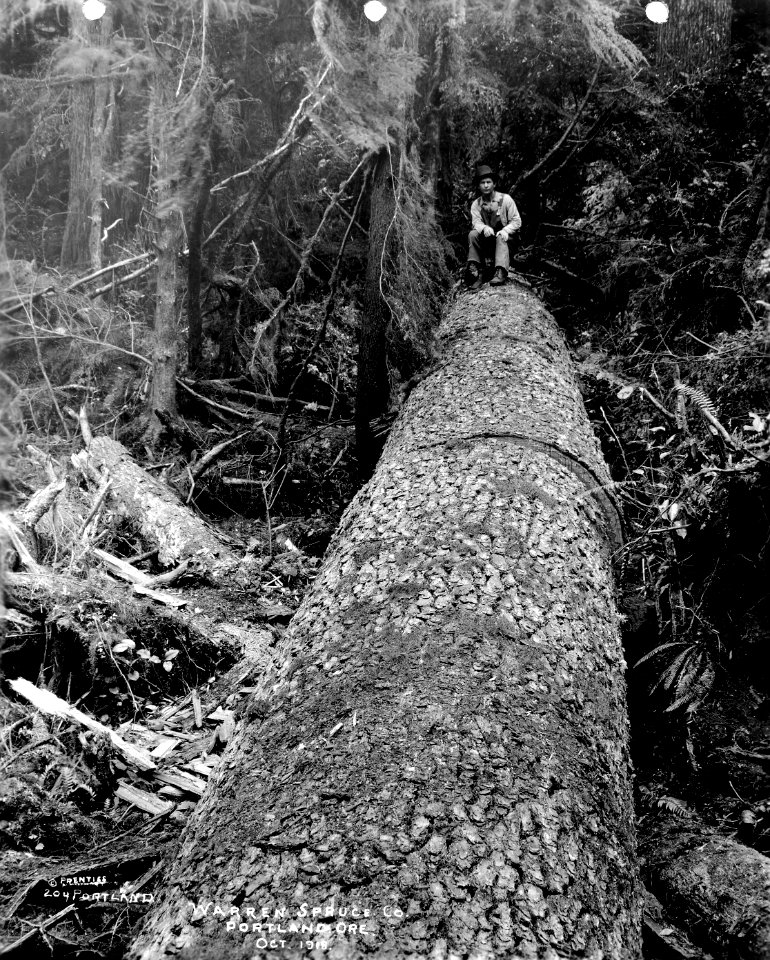 204 Spruce Log in Lengths