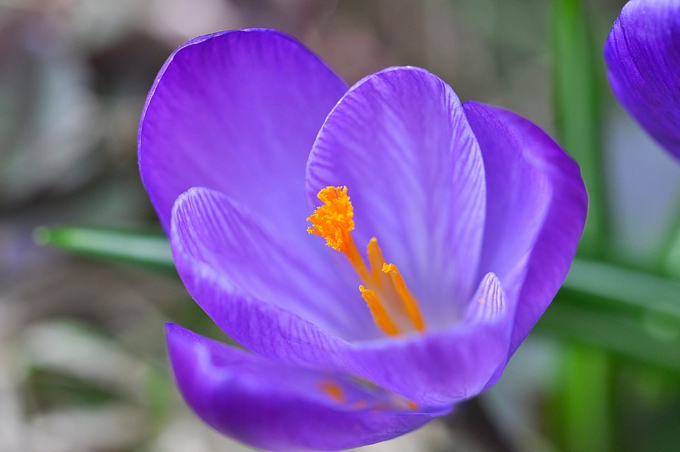 Bloom purple plant