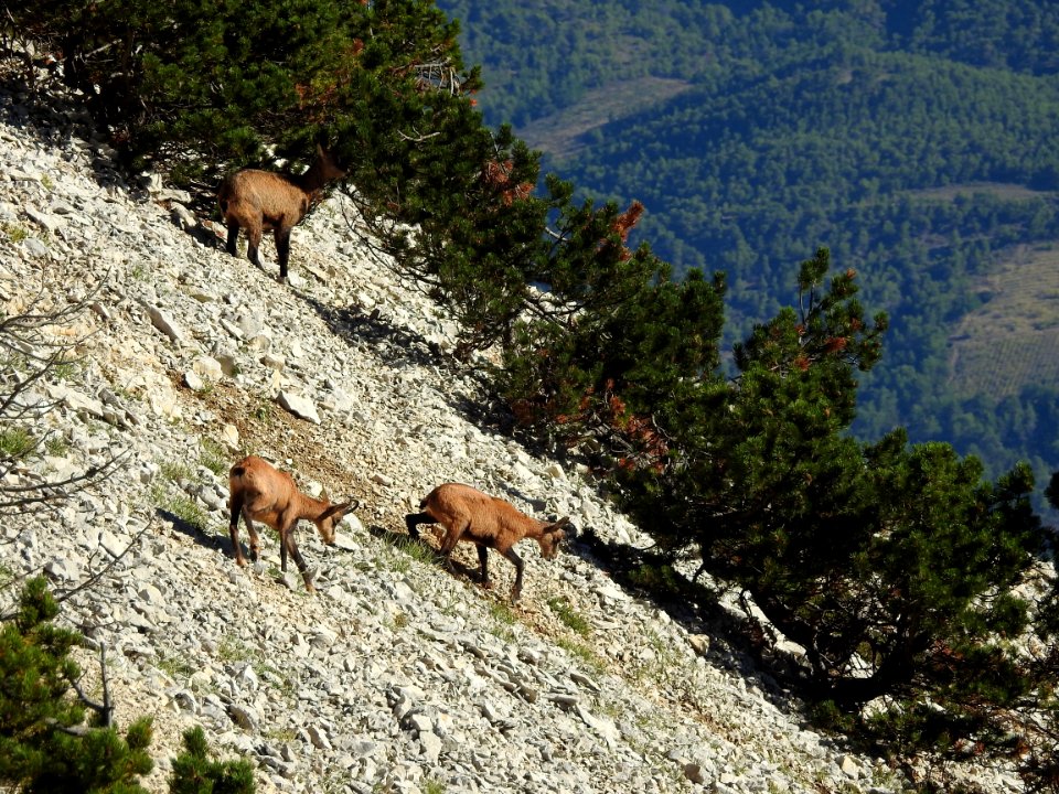 Chamois  Sentier du Vertige  Mt Ventoux  nord