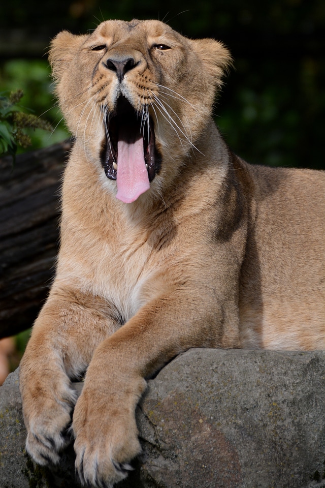 Animal mammal feline