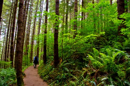 Drift Creek Falls Trail, Siuslaw National Forest