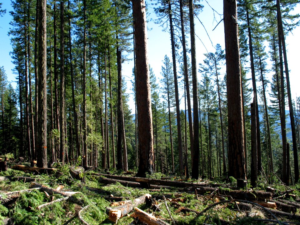 Upper Middle Fork Restoration- Restoring Jims Creek, Willamette National Forest