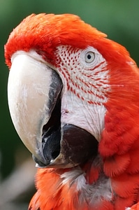 Parrot ara colorful photo