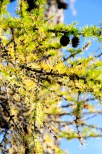Ponderosa Pine Detail-Ochoco