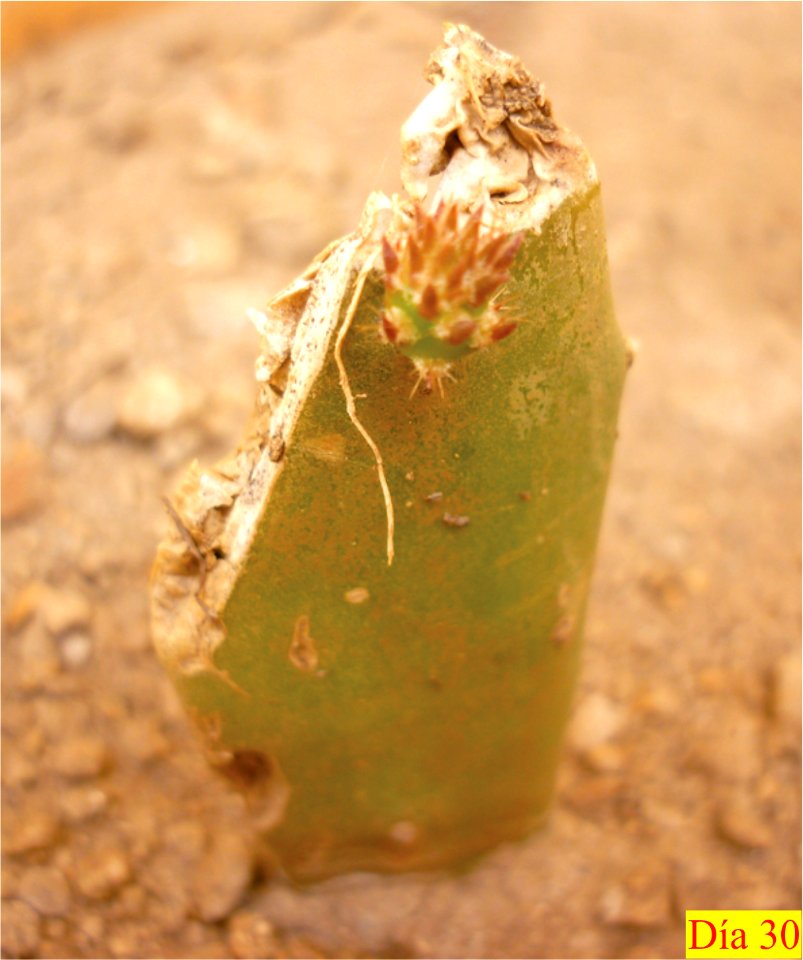 Crecimiento de cladodio de Opuntia boldinghii 1