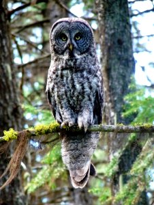 Adult Grey Owl on Branch, Wallowa-Whitman National Forest