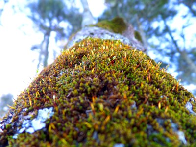 Mossy tree photo