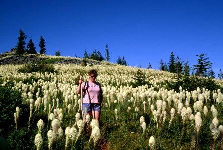 Hiker on East Zigzag trail beargrass bloom